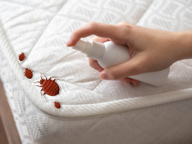 Best Bed Bug Extermination  in Crescent City, CA