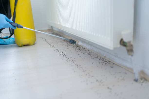 Best Affordable Pest Control Services  in Crescent City, CA