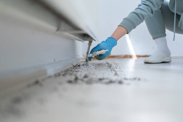 Trusted Crescent City, CA Pest Control Experts
